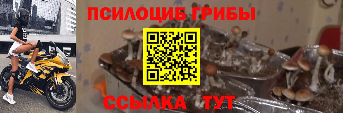 Псилоцибиновые грибы GOLDEN TEACHER Серов